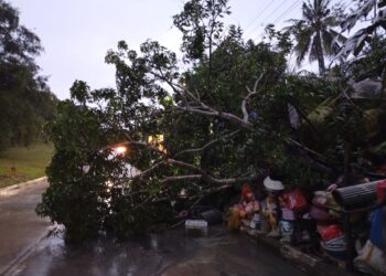 Hujan Disertai Angin Kencang Tumbangkan Pohon Besar di Jalan Pupuk Raya
