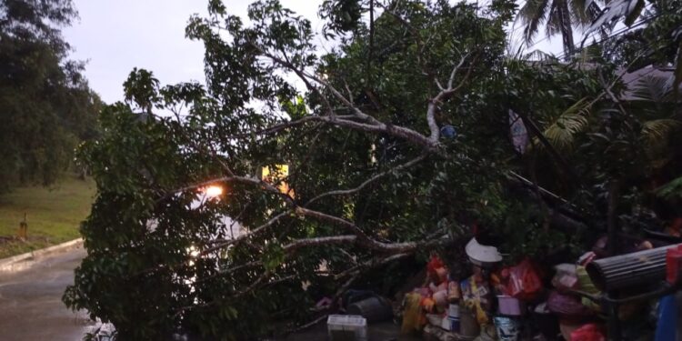 Hujan Disertai Angin Kencang Tumbangkan Pohon Besar di Jalan Pupuk Raya