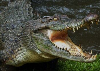 Warga Tanjung Laut Indah Diterkam Buaya Saat Hendak Shalat Magrib