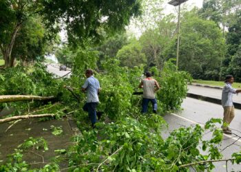 Pohon Tumbang di Jalan Pupuk Raya Nyaris Tutup Ruas Jalan