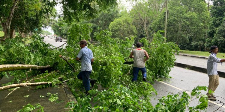 Pohon Tumbang di Jalan Pupuk Raya Nyaris Tutup Ruas Jalan