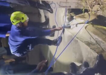 Sempat Gegerkan Warga, Buaya 2,5 Meter Muncul di Parit Pemukiman Tanjung Limau