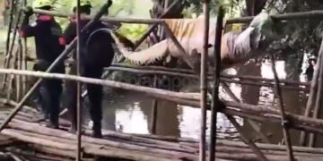 Buaya di BSD Berhasil Ditangkap Warga Sebelum Dievakuasi Didamkartan Bontang